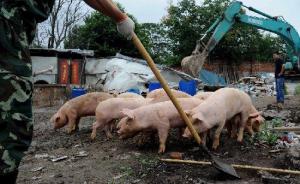 餐厨垃圾养猪现象屡禁不止，专家：多种病原体或在猪体内繁衍