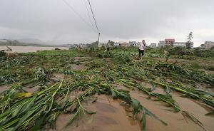 洪灾后农作物如何“求生”：专家吁抓紧排水、准备救灾备用种
