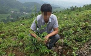 四川男子砍2棵珍稀植物红豆杉做炊具，主动补栽3亩森林赎罪