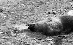 安徽合肥路边小树林发现棕熊尸体，已死亡多日来源成谜