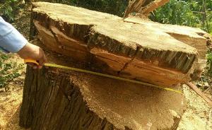 延安一村庄“精神图腾”古树被盗砍：树龄或逾千年，当地调查