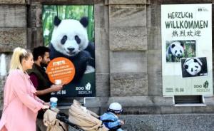 旅德大熊猫让柏林狂热：十种竹子任挑，住全自动灯控温控豪宅