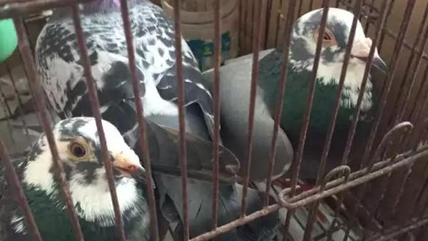 杭州男子偷十几只鸽子吃被刑拘：是赛鸽