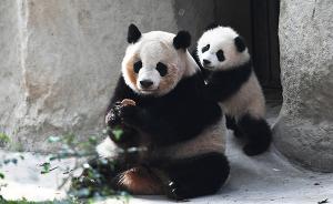 中国大熊猫保护研究中心：今年预计诞生30只熊猫宝宝