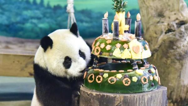 首只在台出生大熊猫“圆仔”迎4岁生日