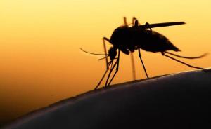 科学家转基因改造天然灭蚊真菌，产生蝎子毒素增强灭蚊效果