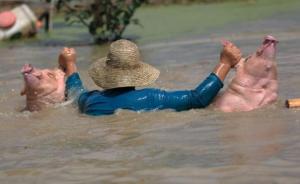 南方水灾死亡畜禽调查：数万头洪水猪去哪了？会否流向餐桌？