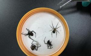 广东清远口岸首次截获赤背寡妇蜘蛛，属高危性有害生物
