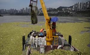 重庆：水白菜侵占长江 ，一天捞百吨