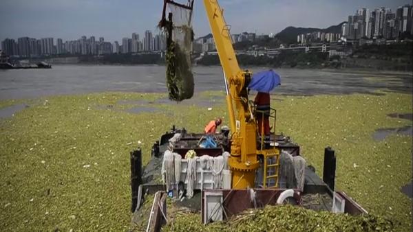 重庆：水白菜侵占长江 ，一天捞百吨