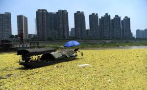 曾入侵滇池的危险植物水白菜侵占长江重庆段，日清漂量上百吨