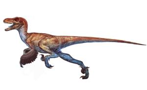 中外学者在伊朗发现《侏罗纪公园》中的恐爪龙：长一米披羽毛