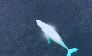 一年一次：白色座头鲸重现澳洲黄金海岸