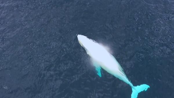 一年一次：白色座头鲸重现澳洲黄金海岸