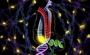 脱靶效应的解决之道：抗CRISPR蛋白能模拟DNA