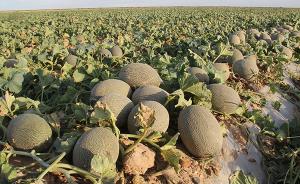 吃完瓜可寄回种子改良基因，新疆巴楚拟打造最大沙漠蜜瓜基地