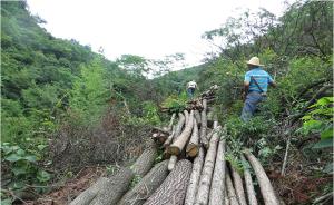 杭州建德一村主任当选3个月，毁了50亩山林