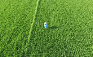 河南新乡镉麦事件启示：为“过劳田地”构建土壤环境标准体系