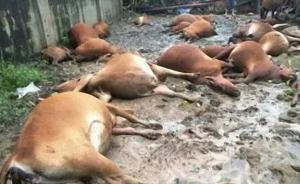 山西朔州40头肉牛遭雷击暴毙，祸因或是全钢铁结构牛场