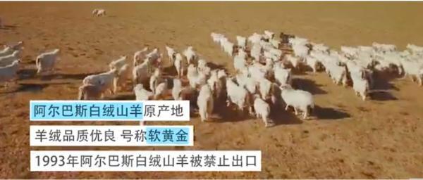 寻路胡焕庸线上的中国｜鄂尔多斯：从羊到绒的产业