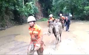 云南红河州山体滑坡，消防帮疏散牲畜
