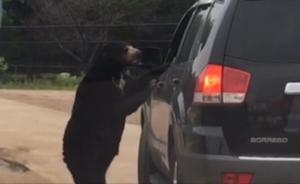 八达岭野生动物园被曝游客投食遭熊扒窗，目击者：无巡逻人员