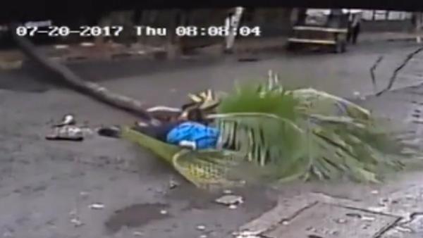 飞来横祸！印度女主播被椰子树砸中身亡