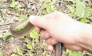 网红直播猎蛇实为卖蛇，警方在其“养殖场”查出眼镜蛇74条