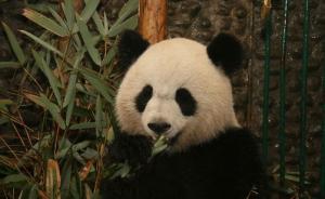 旅法大熊猫“欢欢”被证实怀孕，将诞下首个“法国熊猫宝宝”