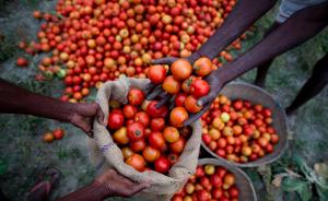 印度“番茄荒”一个月价格暴涨十倍，管理部门派持枪保安看摊