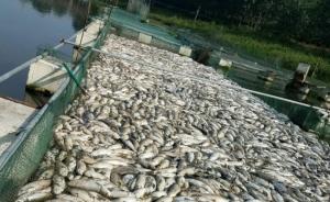 河南颍河养殖鱼大量死亡，官方：上游因防洪放水，养殖系非法