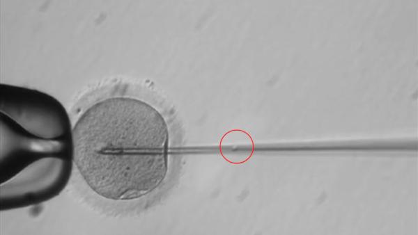 美国首次完成人类胚胎基因编辑实验