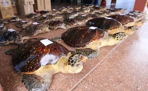 广西边防查获30多只玳瑁标本，“用开水烫死”系贩卖噱头