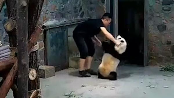 饲养员回应“摔熊猫”：被抓伤后心急