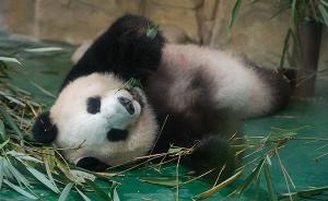 川陕甘联合建立“大熊猫国家公园”，面积达2.7万平方公里