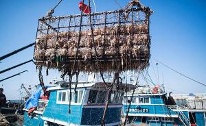 环保组织调研：拖网渔船渔获近半为幼杂鱼，极大破坏渔业资源