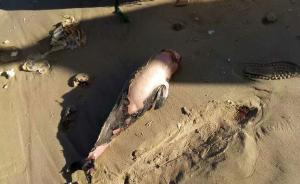 厦门小嶝岛发现疑似“白海豚”幼崽尸体，官方调查认定为江豚
