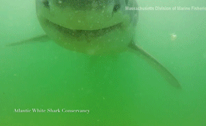 鲨口大开！科学家拍下大白鲨张嘴瞬间