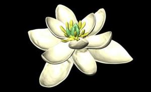 地球上第一朵花长啥样？像白莲花和白百合结合体