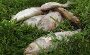 合肥陶冲湖鲢鱼成片死亡腐烂发臭，当地环保局称天热缺氧所致