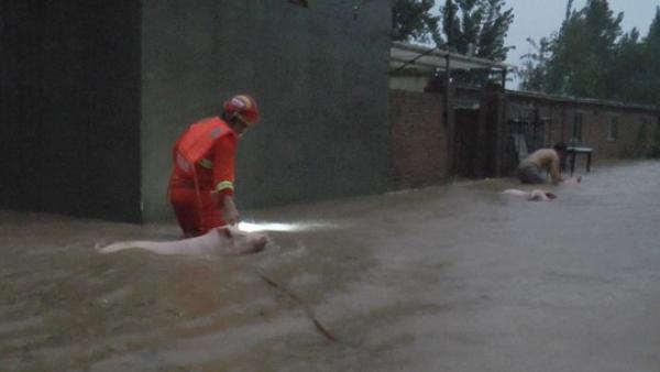 廊坊一养猪场被淹，消防员救出近百头猪