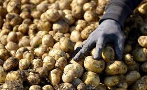 第二代转基因土豆在加拿大获批商业化种植，能抗寒抗土豆瘟疫