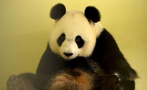 旅法大熊猫“欢欢”诞下双胞胎，其中一幼崽死亡