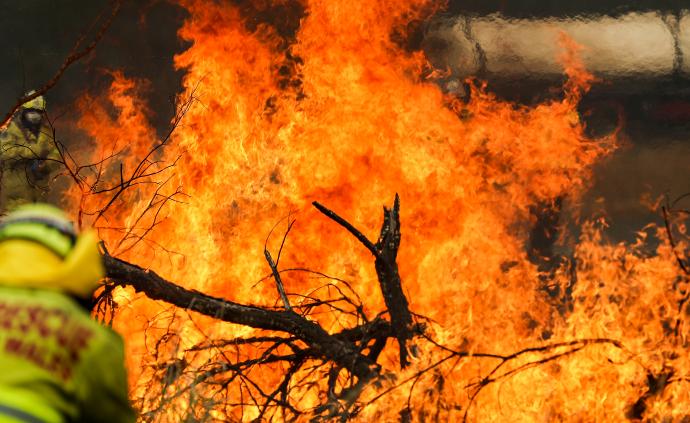 林火导致113个澳大利亚本土物种面临生存威胁，袋鼩最危急