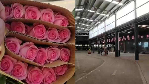 情人节前探访“亚洲最大”花卉市场