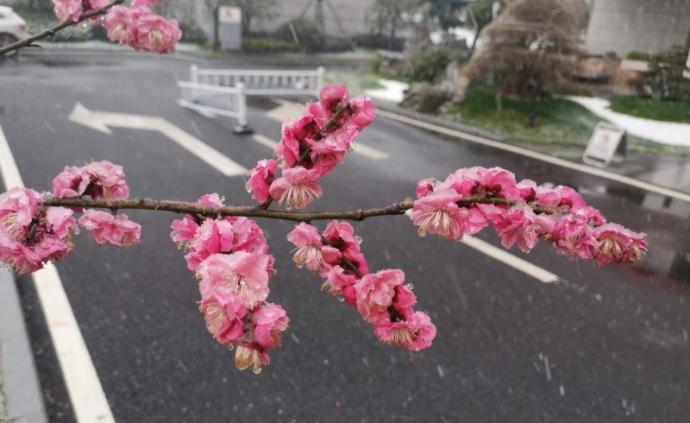 抗疫日记丨白雪却嫌春色晚，故穿庭树作飞花