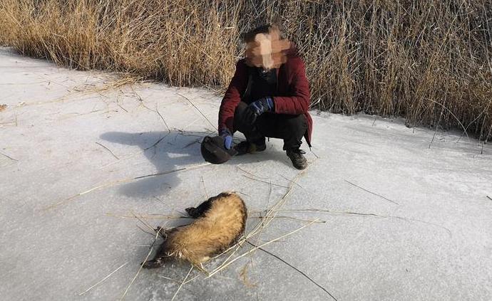 疫情防控期捕猎国家“三有”保护动物狗獾，内蒙古一男子被罚