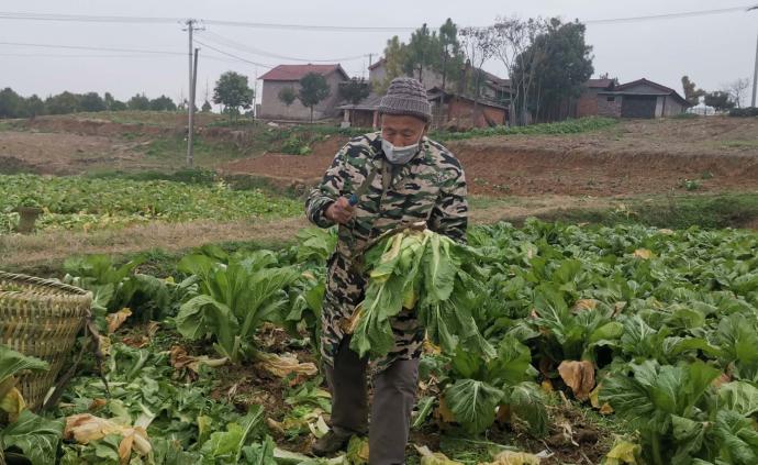 六旬村民手刨2500公斤蔬菜捐一线医护