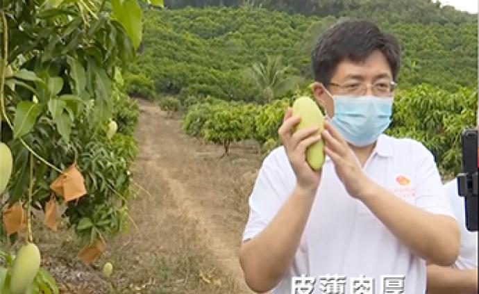 三亚市长开直播卖芒果，市长化身代言人为农民带货