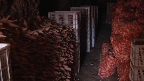 400万斤红薯滞销 ，官员称将确保运输畅通